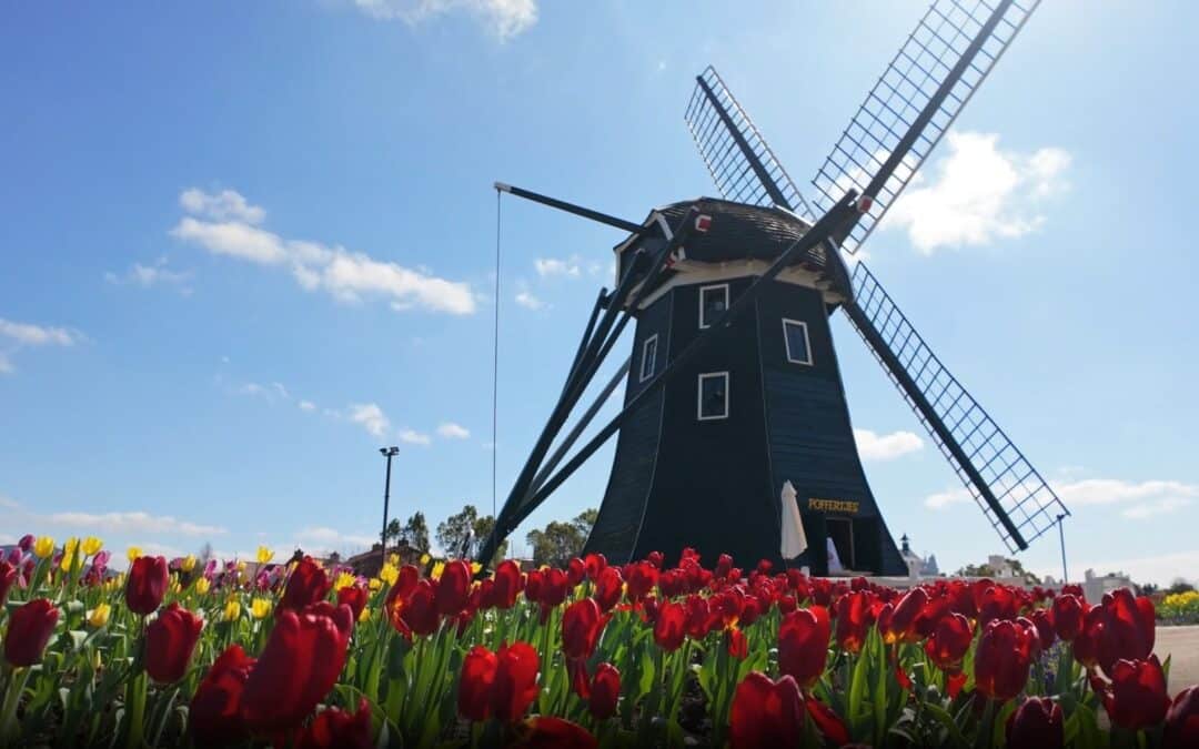 The flourishing relationship between the Netherlands and China