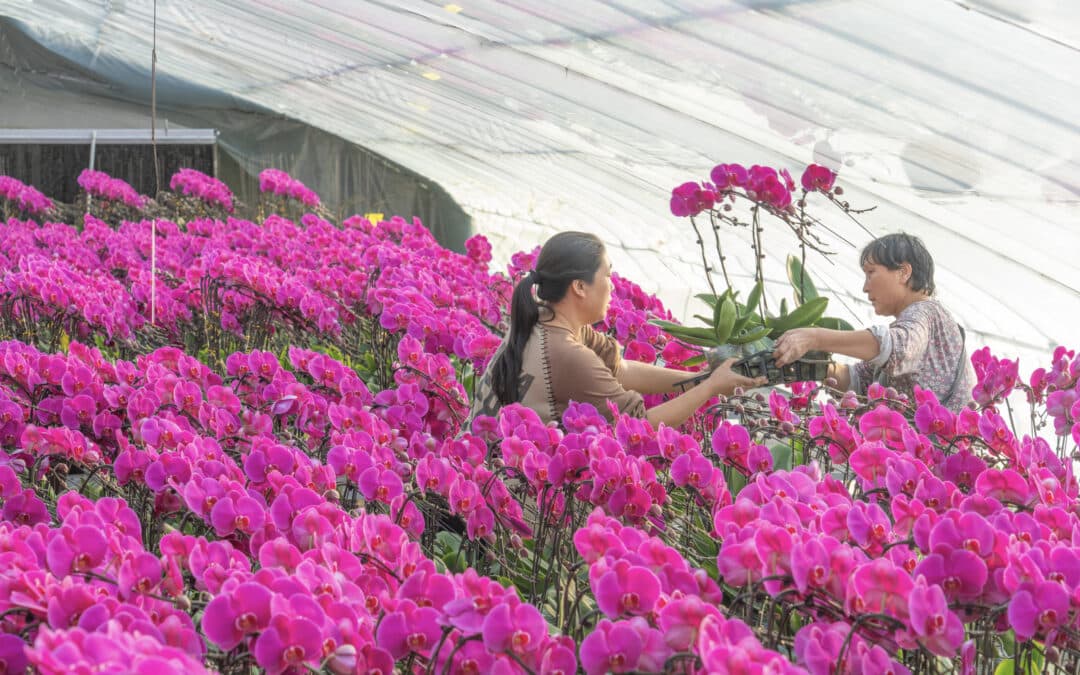 China Sierteelt Missie: ontdek het volgende hoofdstuk in wereldwijde sierteeltinnovatie